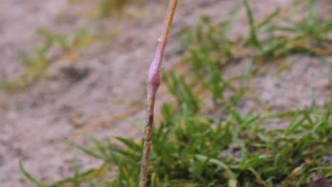 피드 아보케트 (pied avocet) 는 자신을 정리합니다.