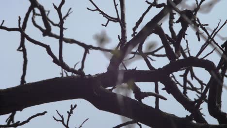 slow motion wide shot of a blackbird sitting on a branch in a tree, moving its head and taking flight