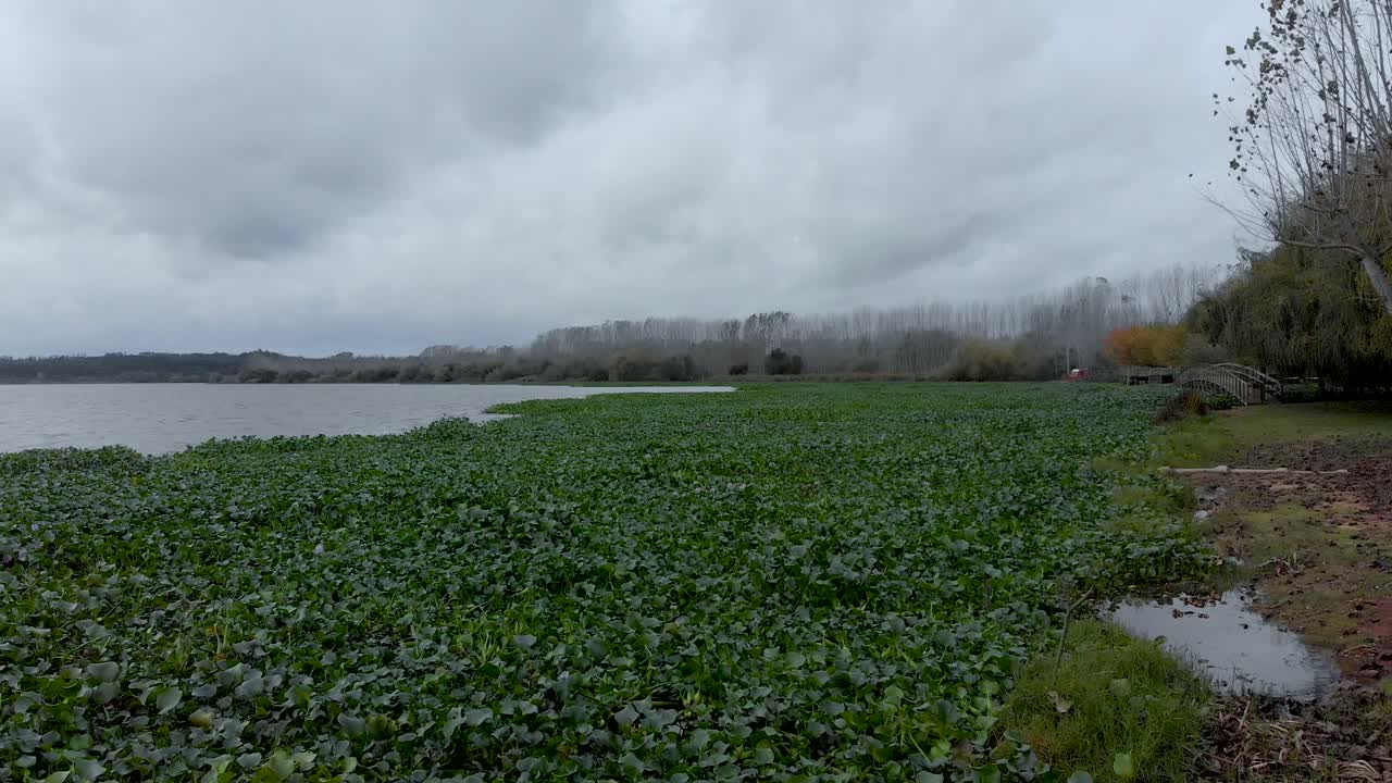 부레옥잠으로 가득한 호숫가의 조감도