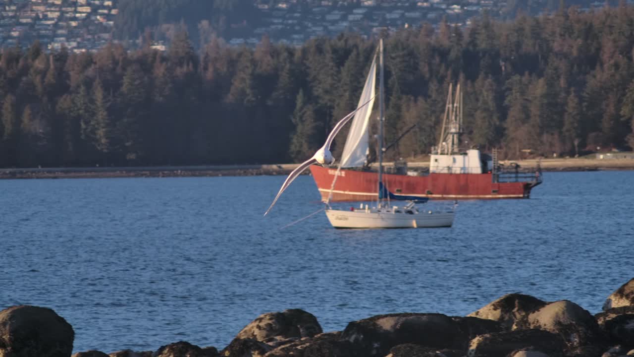 gaviota voladora blanca en la costa de vancouver en canadá - disparo de seguimiento
