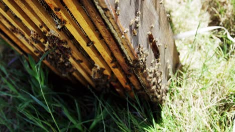 Primer-Plano,-De,-Abeja-Melífera,-Caja,-Cubierto,-Con,-Abejas