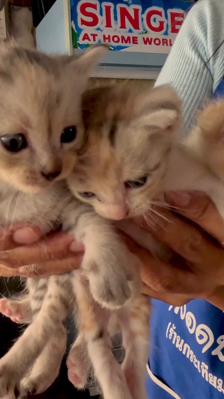 한 사람 이 실내 에서 여러 마리 의 새끼 고양이 를 잡고 있다