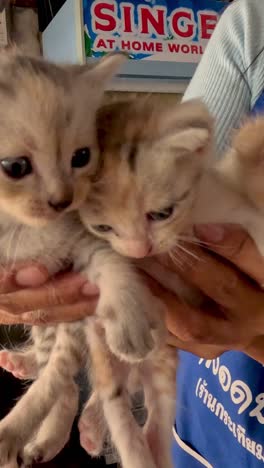 multiple kittens being held by a person indoors
