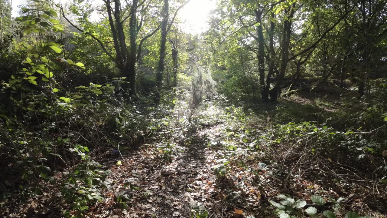 나무와 무성한 잎사귀 사이로 햇빛이 비치는 빽빽한 채석장 삼림 지대를 가로지르는 fpv 드론