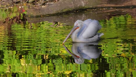 Der-Krauskopfpelikan-(Pelecanus-Crispus)-Ist-Das-Größte-Mitglied-Der-Pelikanfamilie-Und-Vielleicht-Der-Größte-Süßwasservogel-Der-Welt,-Obwohl-Er-In-Gewicht-Und-Länge-Mit-Den-Größten-Schwänen-Konkurriert.