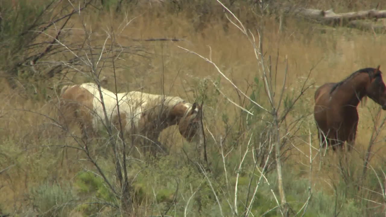 una antena de caballos salvajes pastando en un campo 1