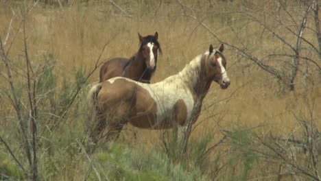 Una-Antena-De-Caballos-Salvajes-Pastando-En-Un-Campo-1