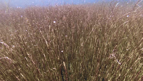 Partículas-Y-Escombros-En-Las-Aguas-De-Los-Estanques-Del-Lago-Ewens,-Sobre-La-Vegetación-Marina