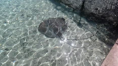 stingray swims in shallow ocean enclosure near shore, clear water