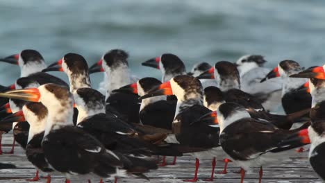 pájaros largosartos 00