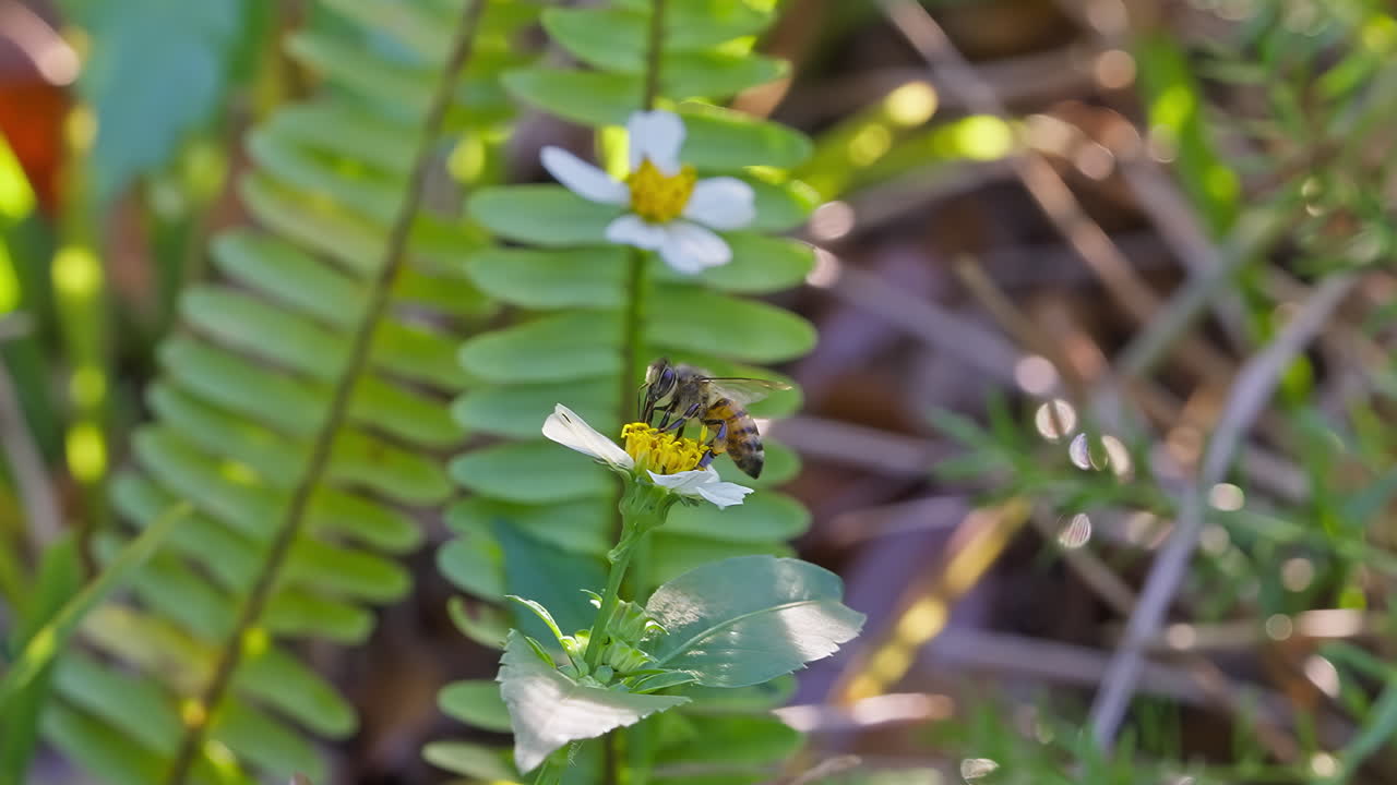 Honeybee gathers pollen from blooming wild daisy surrounded by green foliage in daylight