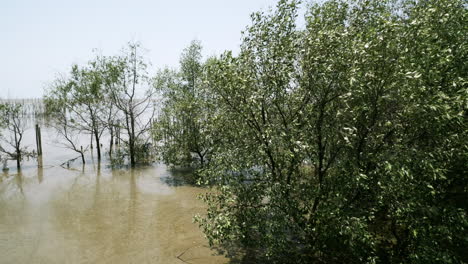 view of a coastal area's mangrove forest planted for a government conservation project in one of the major cities in southeast asia