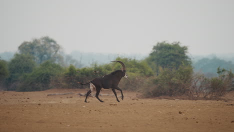 male sable antelope running across the plain in gonarezhou national park, zimbabwe, followed by small birds. slow motion telephoto shot capturing dynamic movement