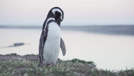 A-Beautiful,-Small-Magellanic-Penguin-Cleaning-It's-Feathers-By-The-Coastline-Of-Patagonia---Close-Up