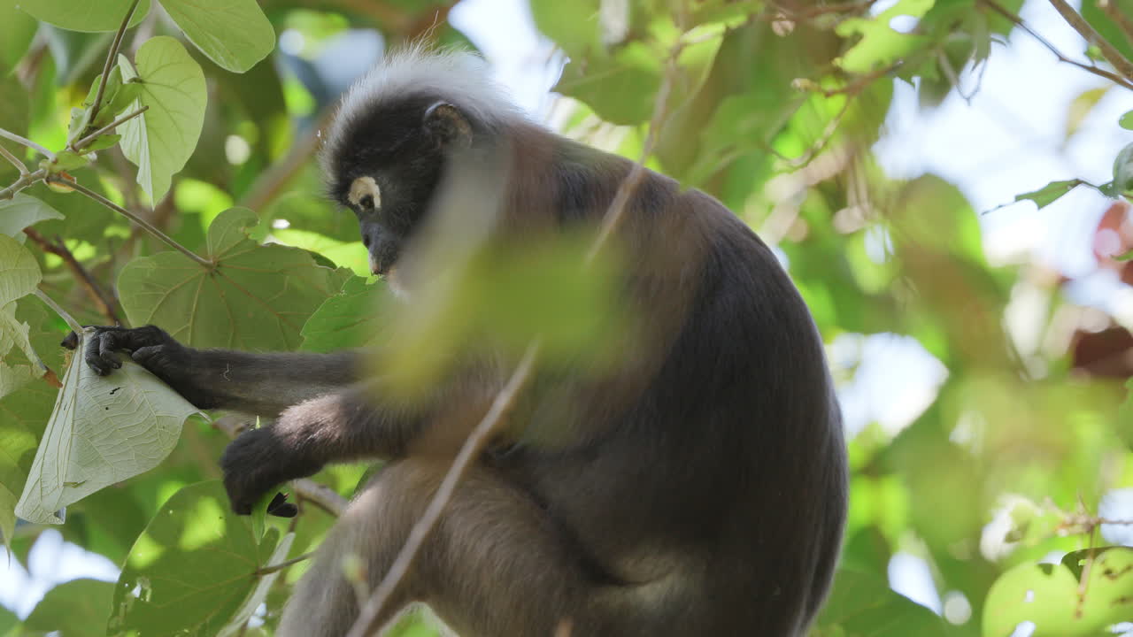 dusky leaf monkeys filmed in langkawi island, malaysia