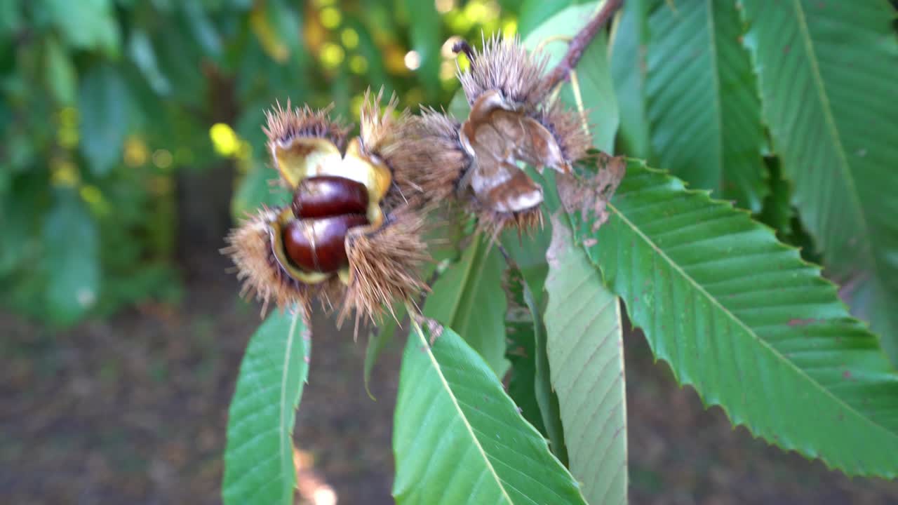 Chestnuts on the tree