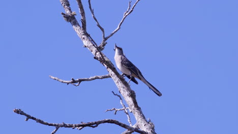 Northern-mockingbird,-perched-on-a-leafless-branch