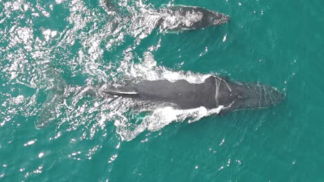 ballena jorobada y su ternero en el océano