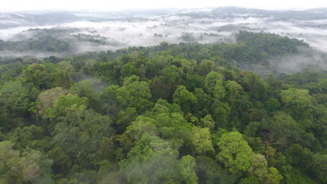 aerial flight over primary tropical rainforest, foggy and mystic. saül guiana