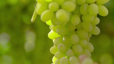 Hand-Greift-Nach-Reifen-Weintrauben,-Die-Am-Gitter-Im-Weinberg-Hängen,-Und-Pflückt-Früchte