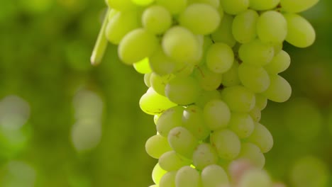 la mano alcanza el racimo maduro de uvas que cuelga de un enrejado en el viñedo, arranca la fruta