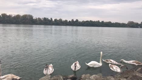 bandada de cisnes en el río danubio