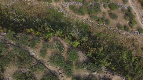 Motion-shot-of-tea-garden