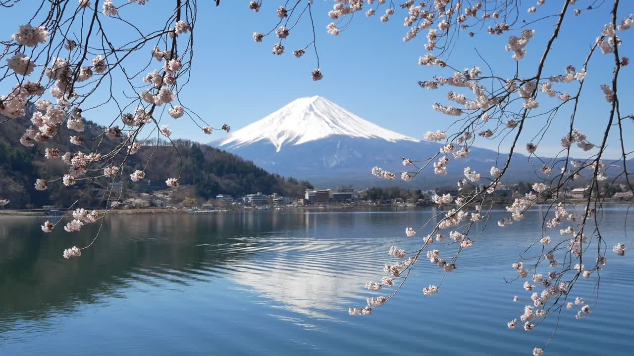vista del paisaje natural de la montaña volcánica de fuji con el lago kawaguchi en primer plano con el árbol de flores de sakura-cherry bloosom y el viento que sopla-4k uhd video película corta