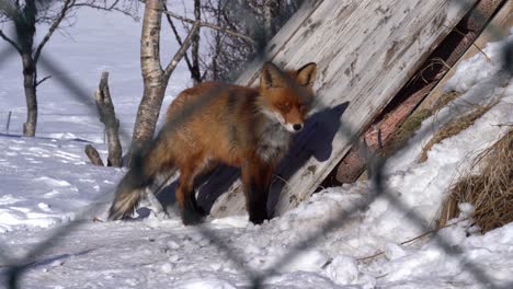 Red-fox-in-captivity-looking-into-camera-close-to-entrance-of-shelter---Sunny-winter-day-static-clip-with-soft-focus-fence-in-foreground