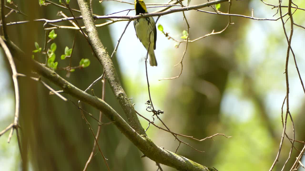 A Black Throated Green Warbler fluttering between branches quick and nimble on a beautiful summers day
