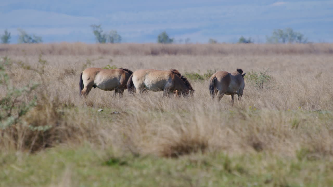야생 프레발스키 말 한 무리 가 풀 을 잡고 서 있는 초원