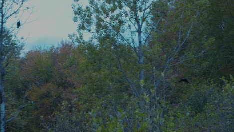 A-rough-legged-hawk-takes-off-from-a-tree-amongst-autumn-foliage