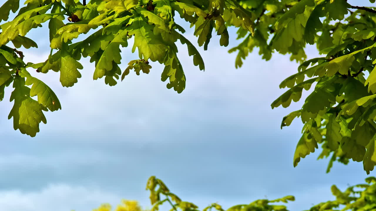 Closeup of Green Oak Tree Leaves Against Cloudy Sky Background with Text Space
