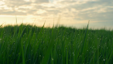 Green-grass-sunset-dew-in-rural-countryside-field.-Meadow-on-morning-sunrise.