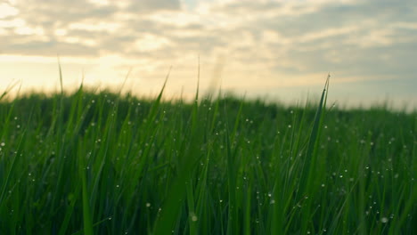 green grass sunset dew in rural countryside field. meadow on morning sunrise.