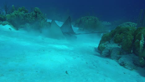 fotografía submarina de una raya de águila manchada en busca de alimento en el fondo del mar