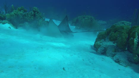 ripresa subacquea di una razza d'aquila macchiata alla ricerca di cibo sul fondo del mare