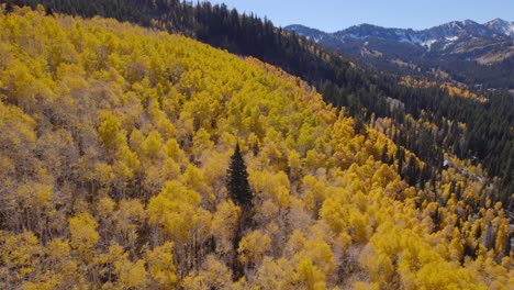 Un-Barrido-A-Lo-Largo-De-Las-Copas-De-Los-álamos-Amarillos-Para-Revelar-Una-Cadena-Montañosa-Cubierta-De-Nieve-En-Utah-Durante-La-época-Otoñal-Del-Año