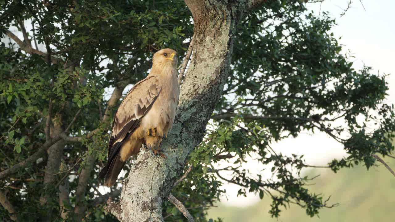 águila leonada, aquila rapax, metiendo un pie mientras se posan en el árbol