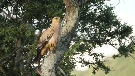 tawny eagle, aquila rapax, tucking one foot while perching in tree