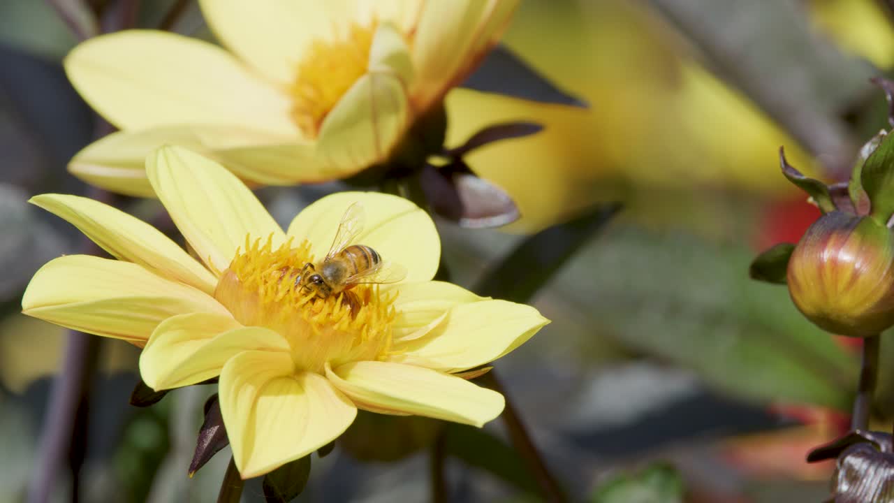 A honeybee actively gathers pollen from a yellow flower in a sunlit garden, with close-up shots highlighting pollination behavior and natural outdoor lighting