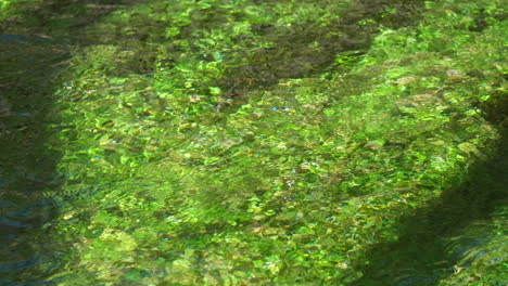 vivid aquatic plants emerge from the river's depths, illuminated by the dance of sunlight on water