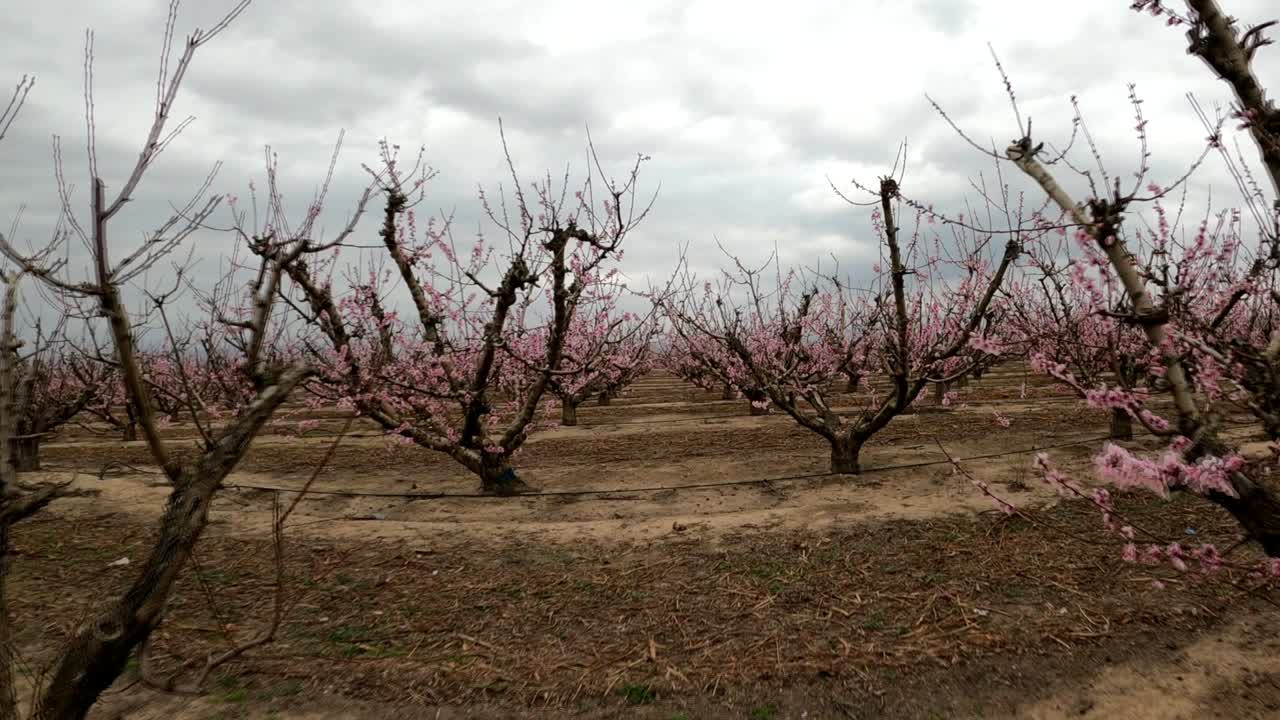 File di meli in fiore all'inizio della primavera