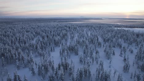 aerial view of snow covered landscape with snow-covered trees at dusk in lapland, finland, arctic circle