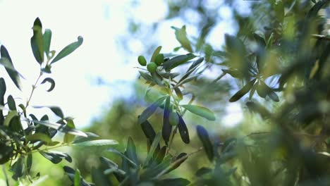 Close-up-shot-of-green-olives-on-olive-tree