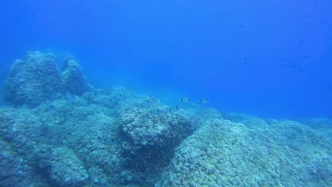 Banco-De-Peces-Nadando-Bajo-El-Agua-En-La-Bahía-De-Fornells-En-Menorca,-España