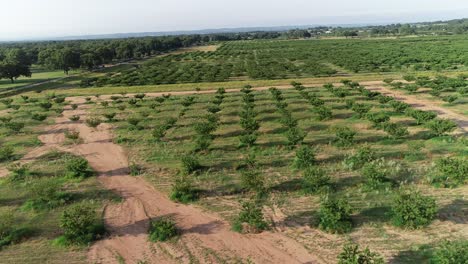 Flug-über-Einen-Pfirsichgarten-Im-Hügelland-Von-Texas