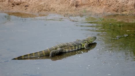 nile monitor (varanus niloticus) walks through the water, smelling with its tongue