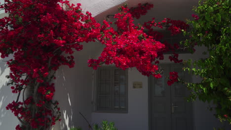 beautiful bougainvillea in a greek island