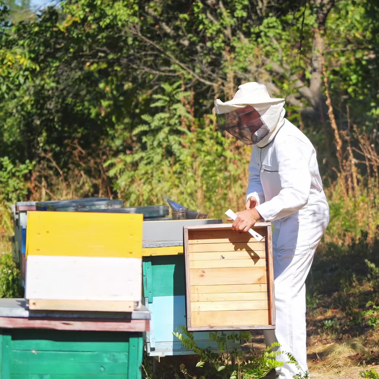 Apicoltore esperto nell'apiario. Vista di profilo di un apicoltore vicino agli alveari di legno nella foresta. Maestro apicoltore in uniforme protettiva bianca che lavora in un apiario d'estate.